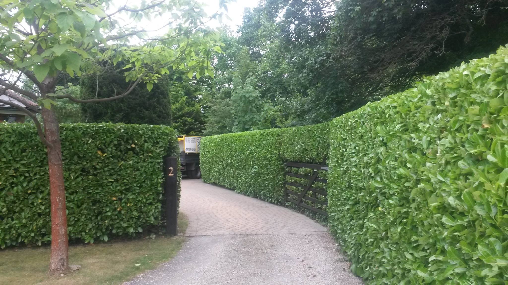 Shire Trees Hedge After Being Trimmed